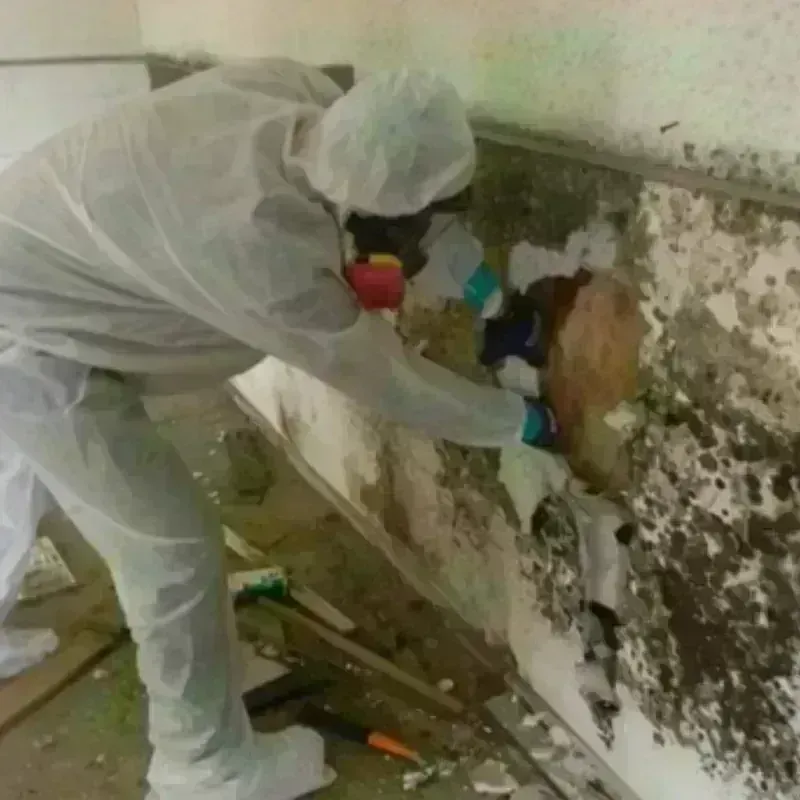 Mold Remediation and Removal in Windemere, TX